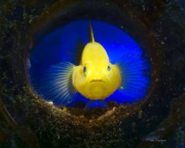 blenny-fish-bottle