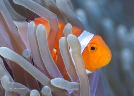 clown-fish