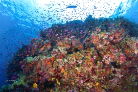 fiji-reef-coral