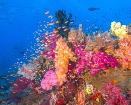 fiji-soft-coral-reef