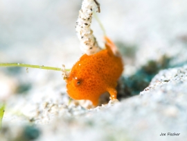 frog-fish-anilao