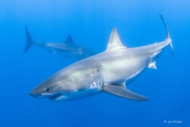 great-white-shark-pair