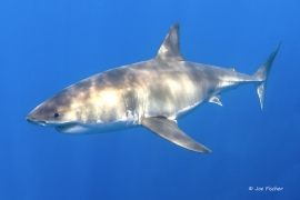 great-white-shark-shadows