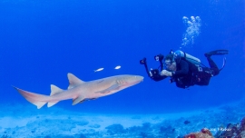 nurse-shark-diver