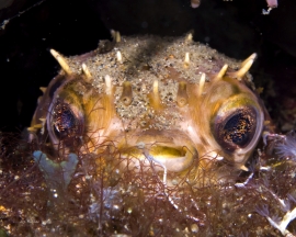 puffer-fish-smile