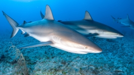 reef-shark-hunting