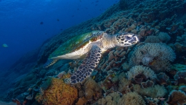 reef-turtle