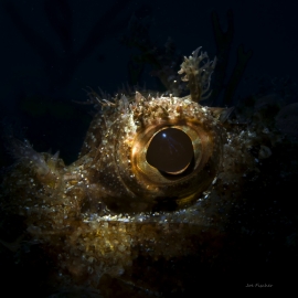 scorpion-fish-eye