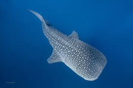 whaleshark-top