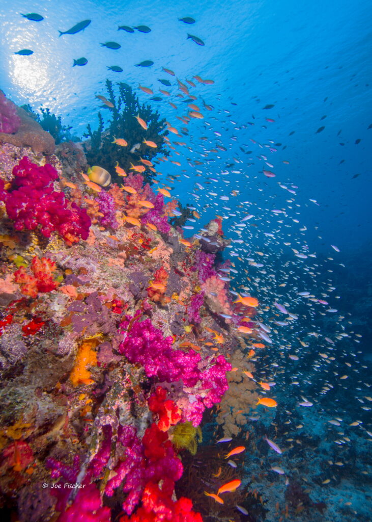 underwater photography