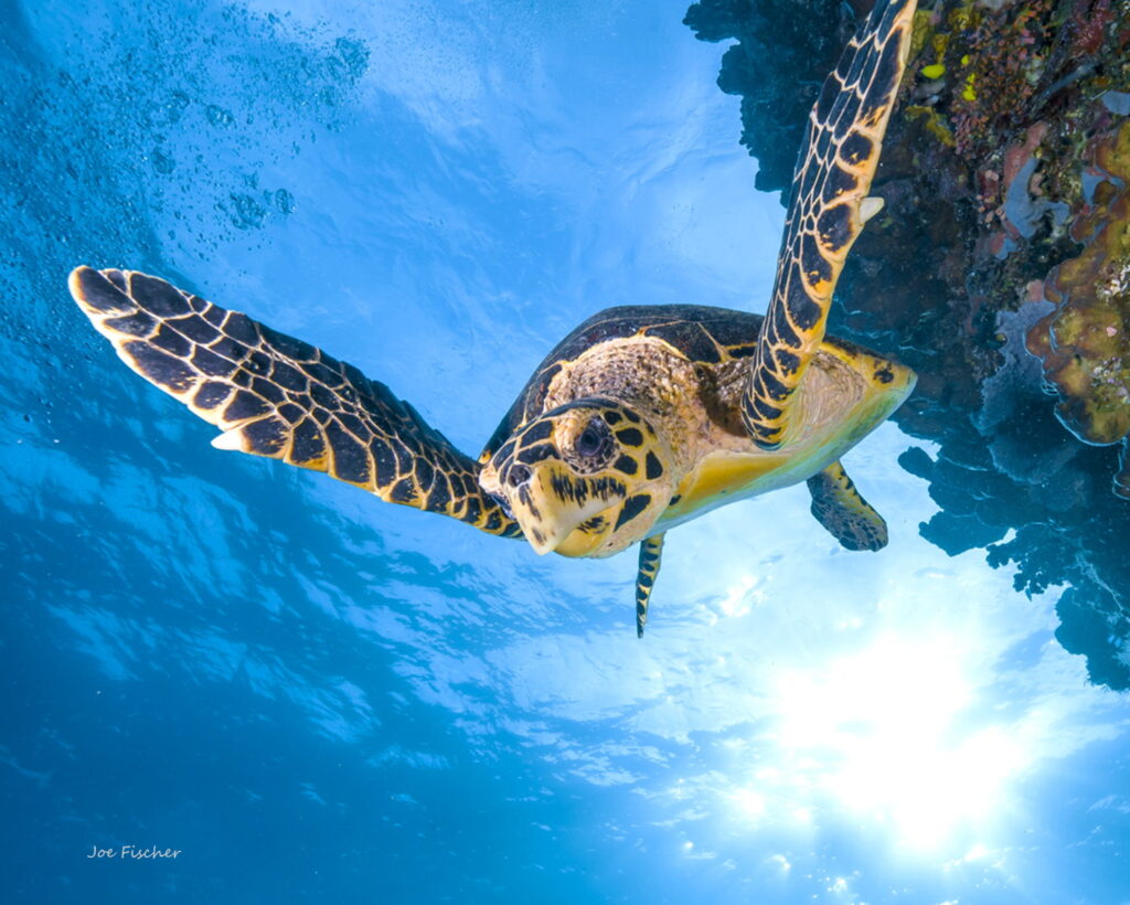 underwater photography